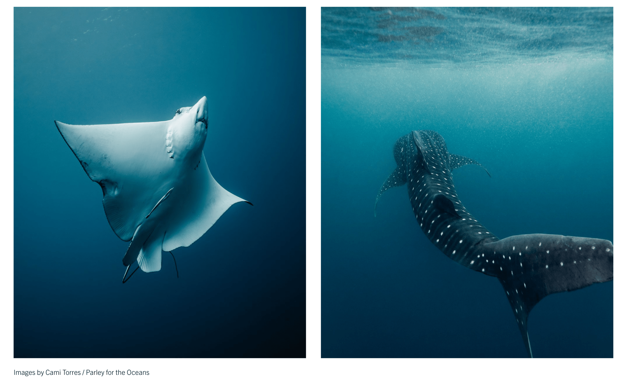Belmond × Parley — manta rays and whale sharks